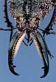 Pholidotus humboldti